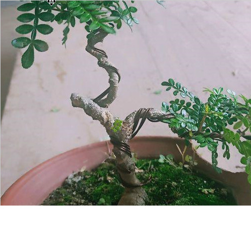 這三種綠植，再貴家里也要養(yǎng)